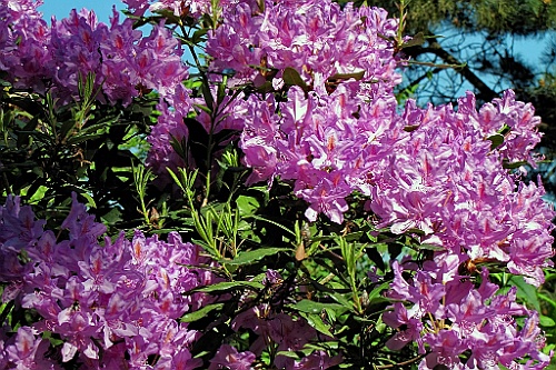 CP0517 (63)